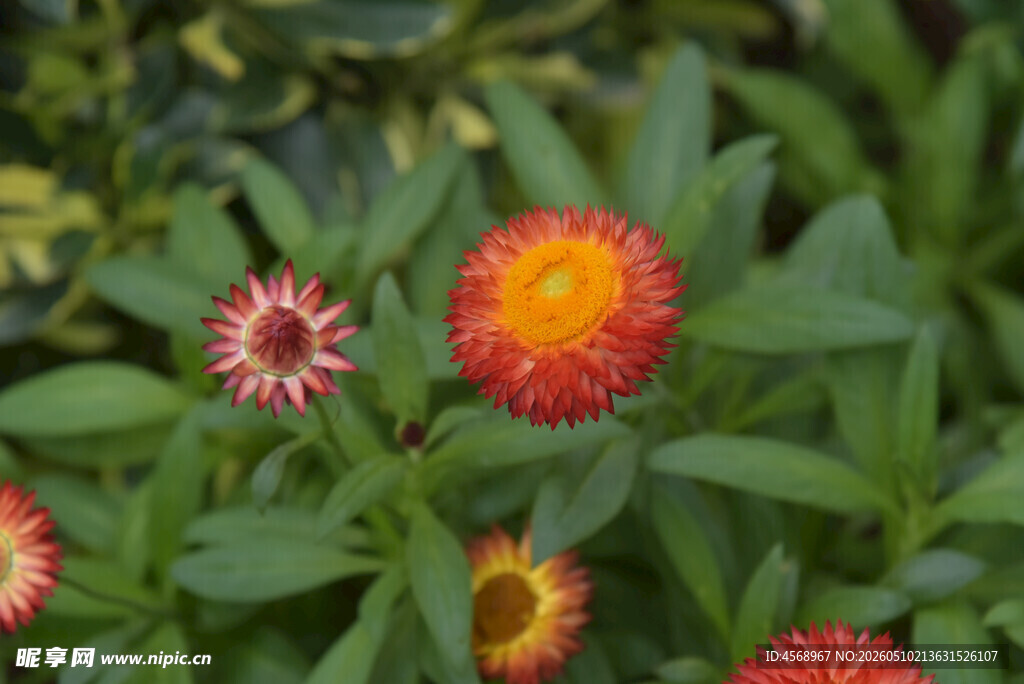 鲜艳多彩的雏菊绽放
