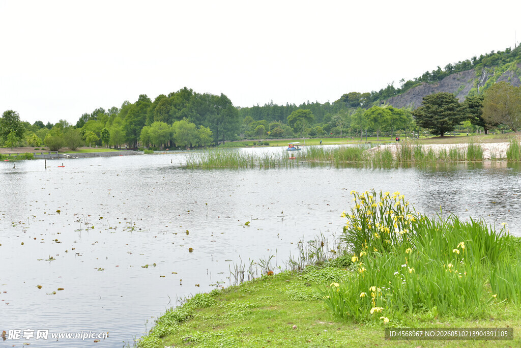 湖畔美景 绿草黄花映碧波