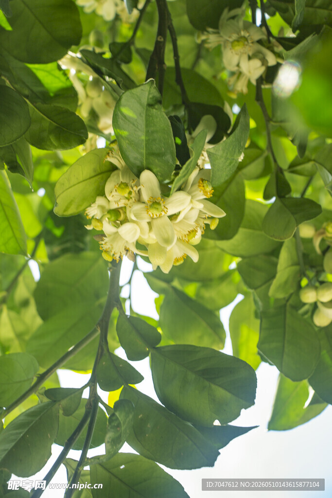 香橼花
