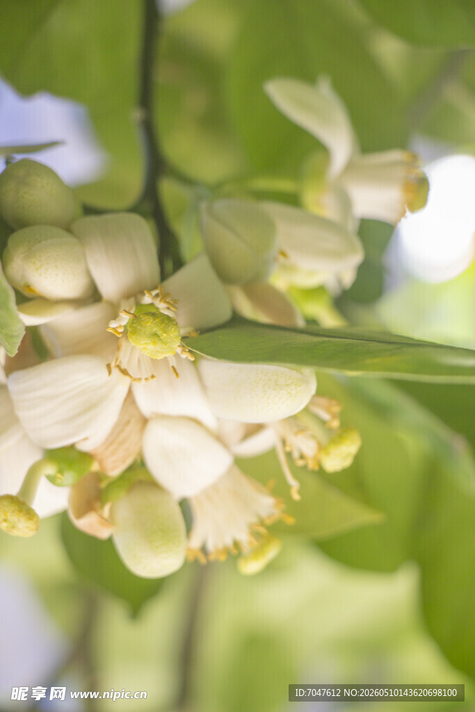 洁白香橼花绽放枝头