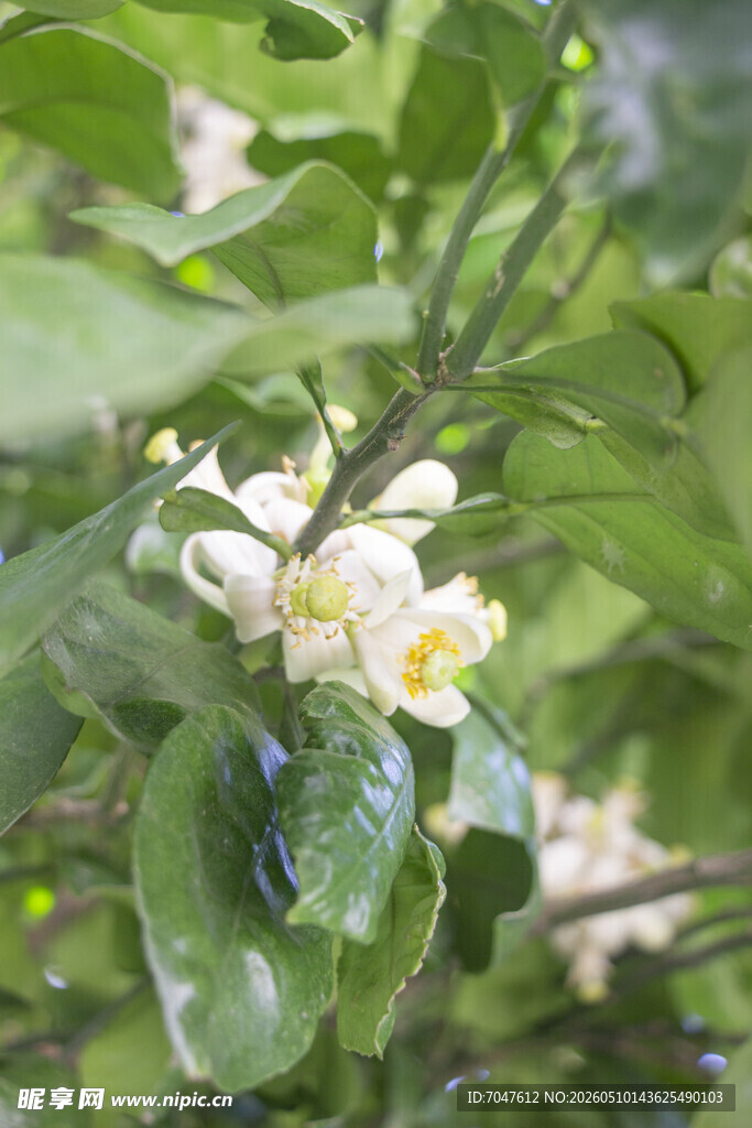 香橼花