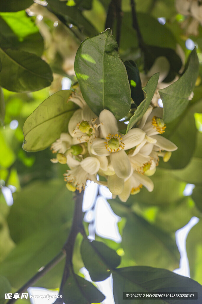 香橼花