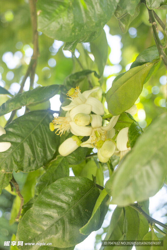 香橼花