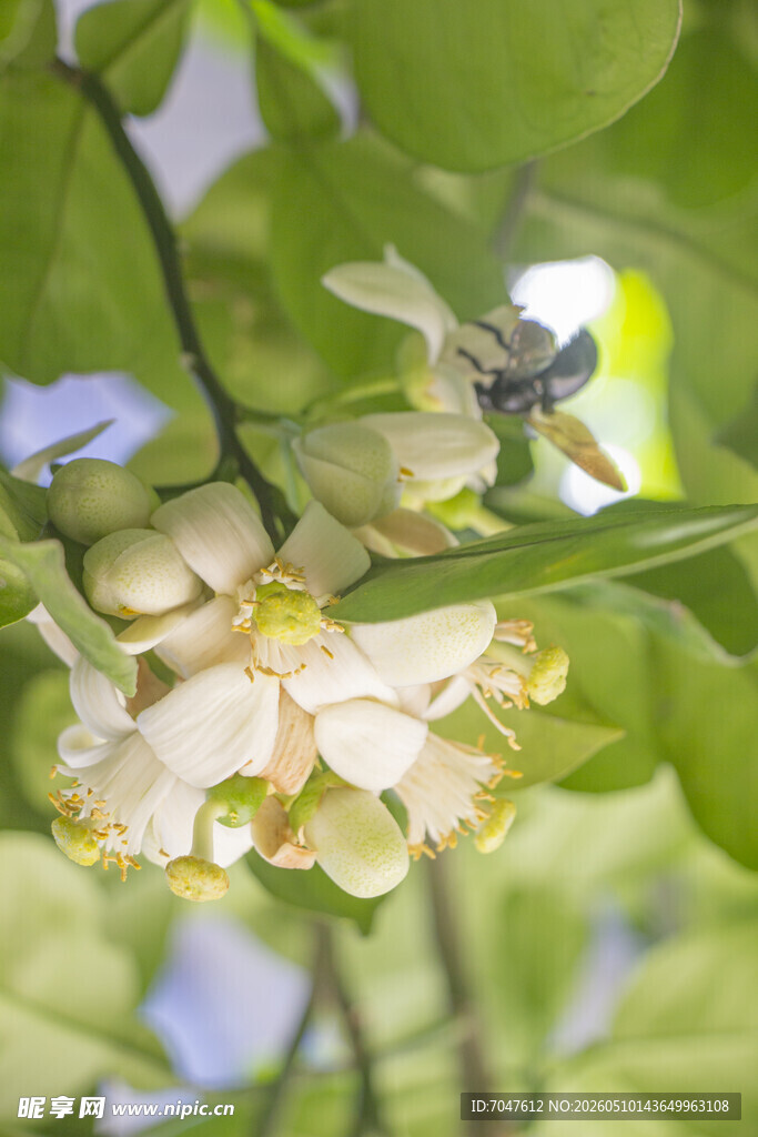 香橼花