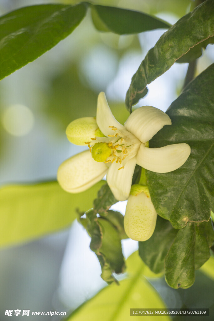清新香橼花绽放枝头