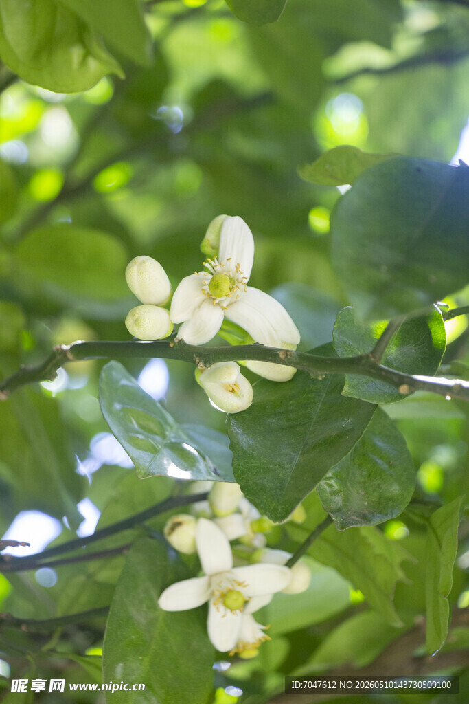 香橼花