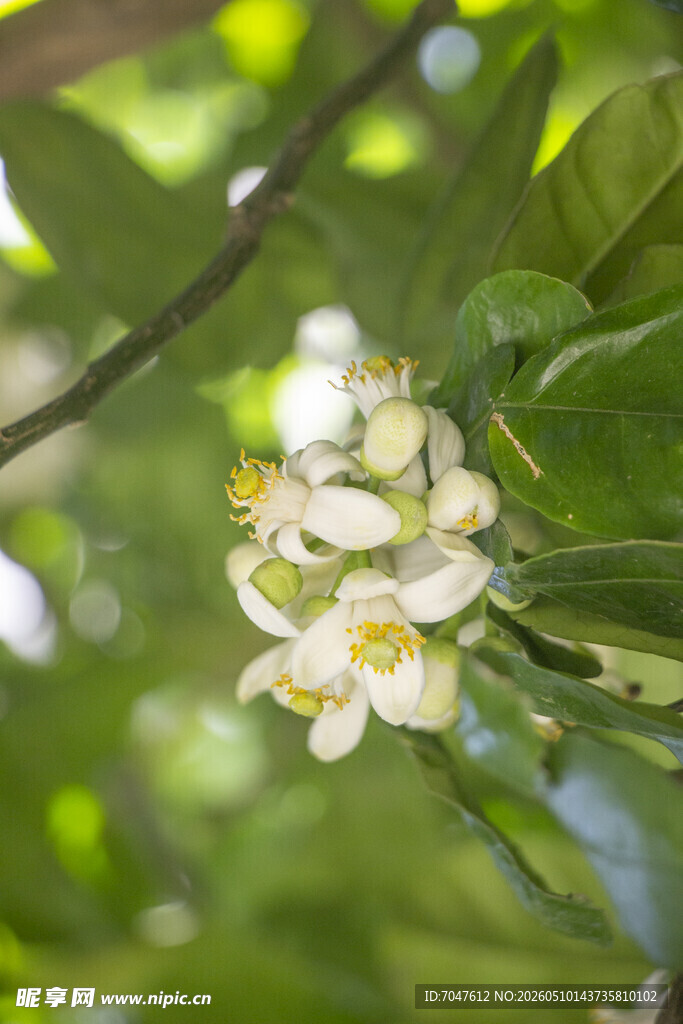 白色香橼花