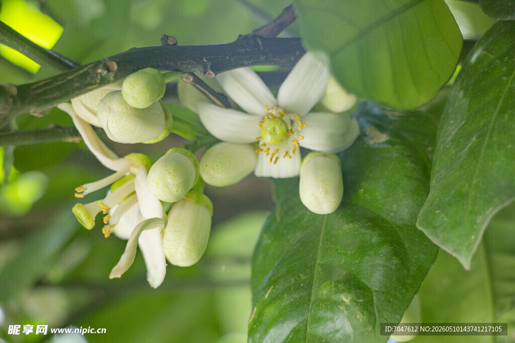 香橼花