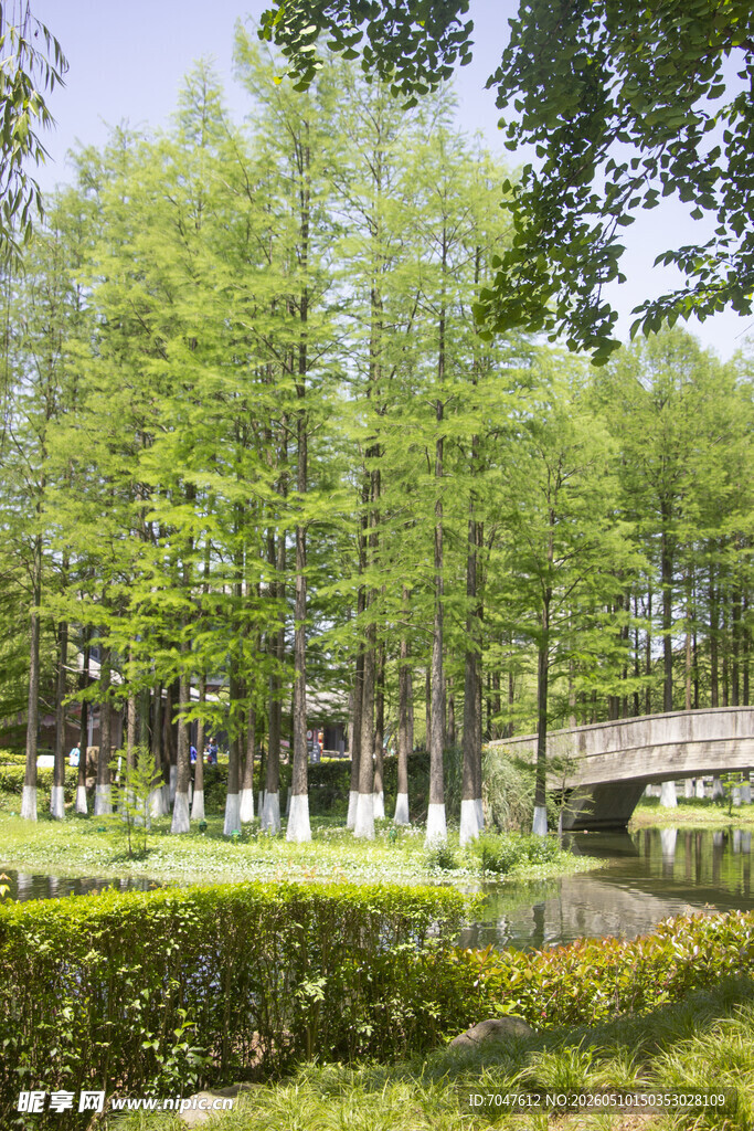 湖畔绿树成荫的静谧景致