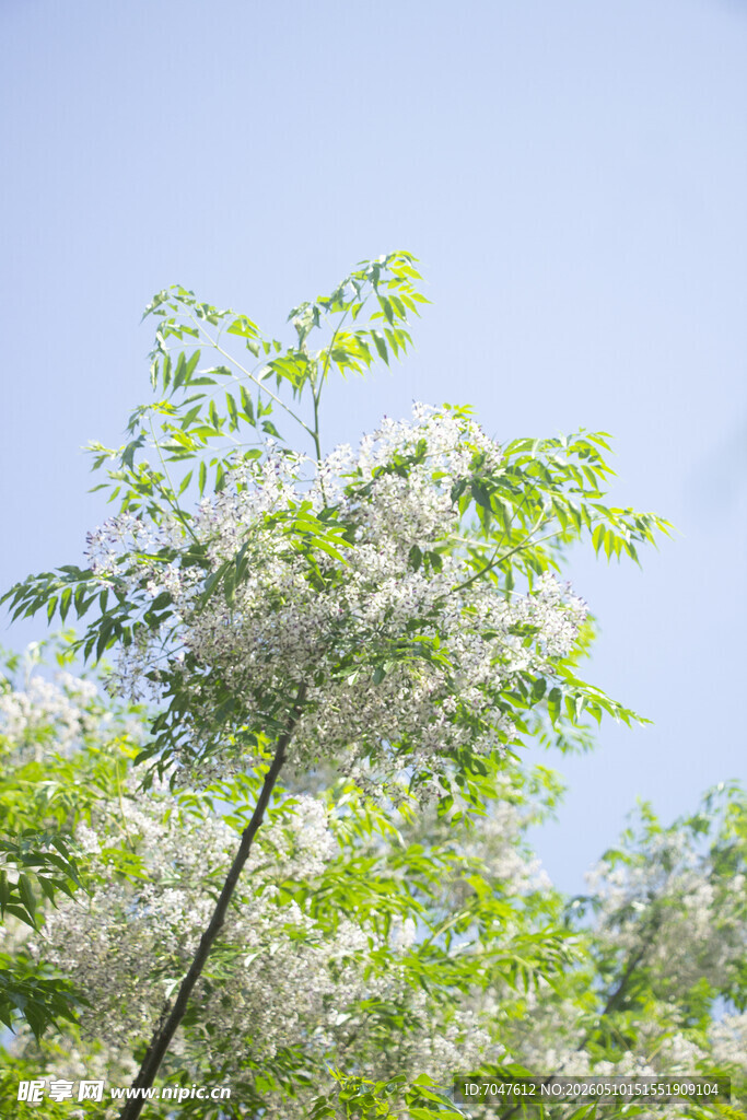 苦楝花 