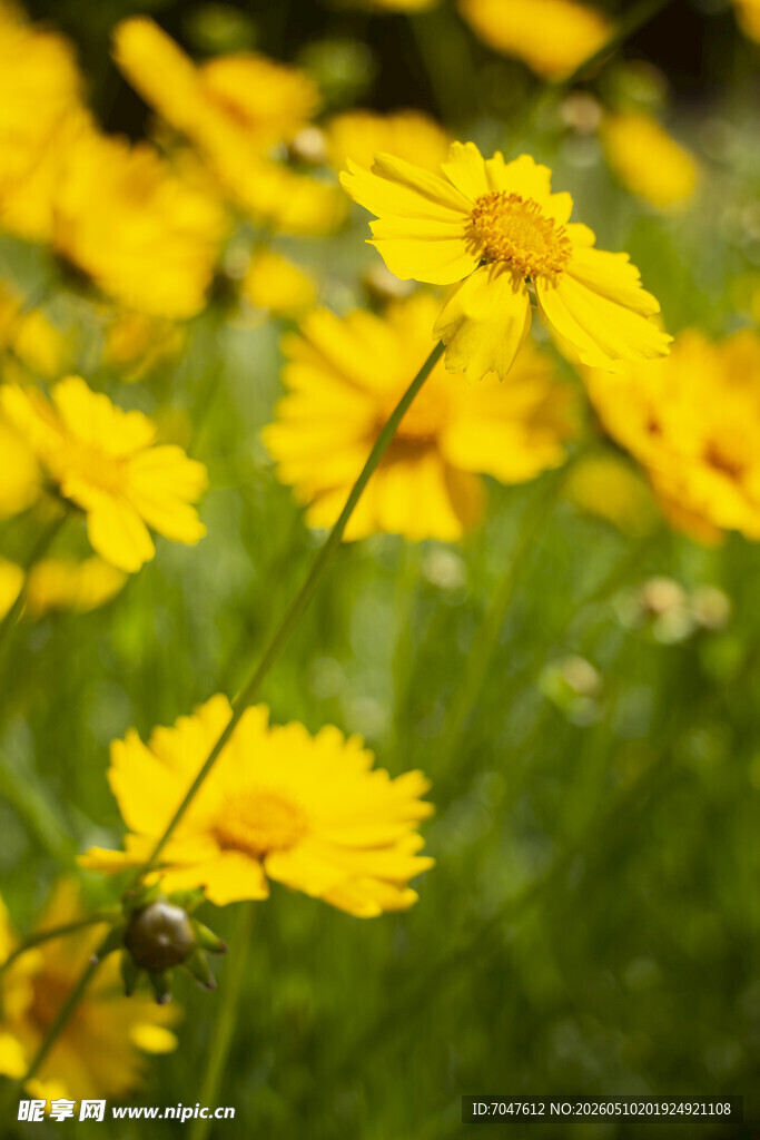 金鸡菊