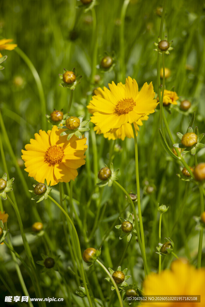 金鸡菊