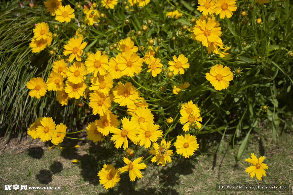 金鸡菊
