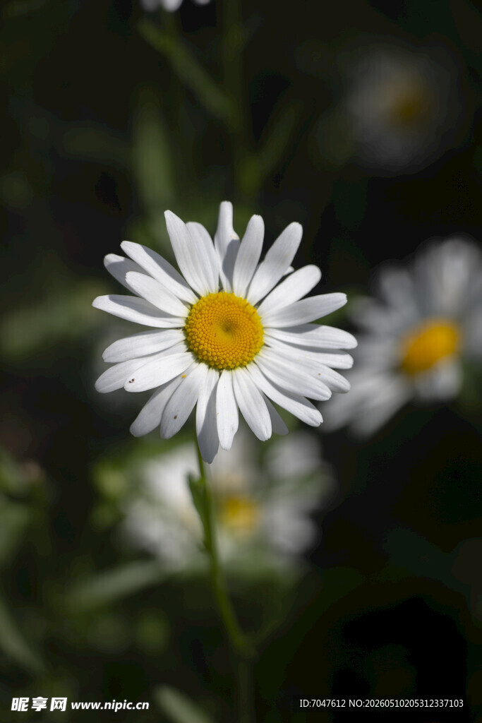 大滨菊