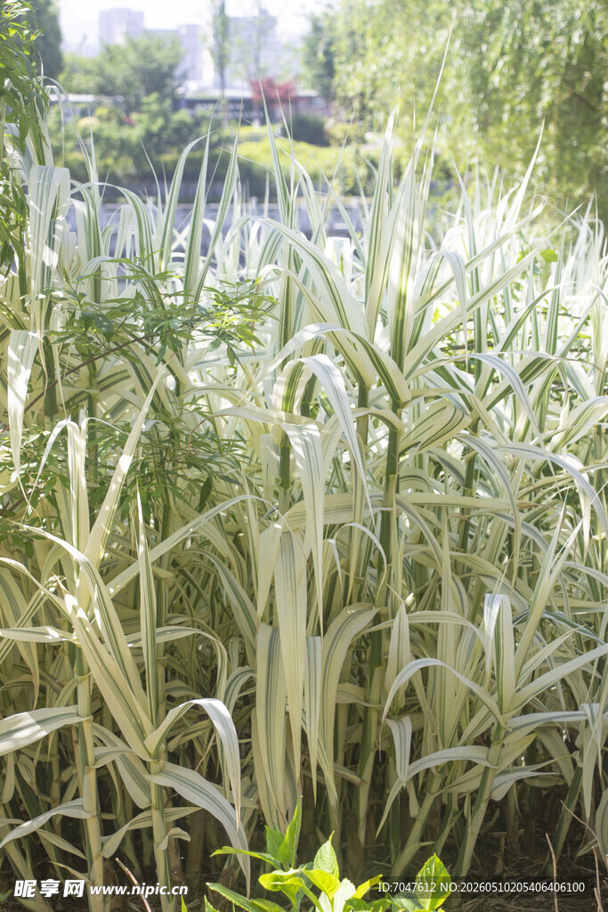 花叶芦竹