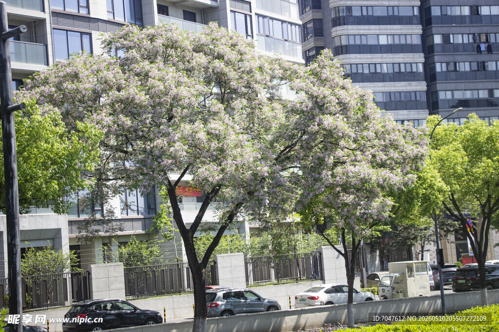 苦楝树开花