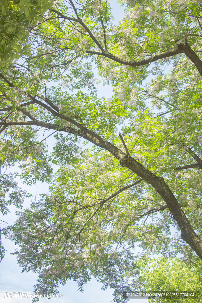 苦楝夏日繁茂绿树蓝天景象