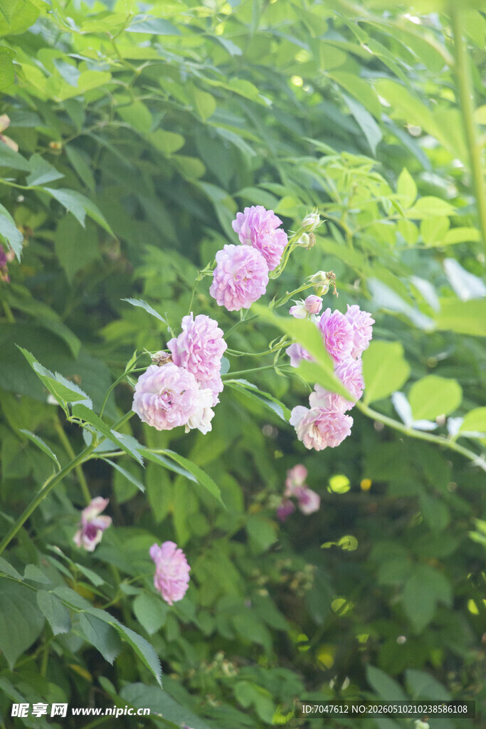 蔷薇花