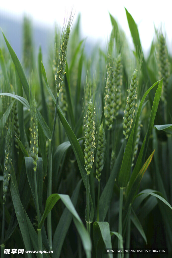  麦田