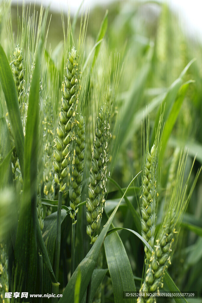 小麦