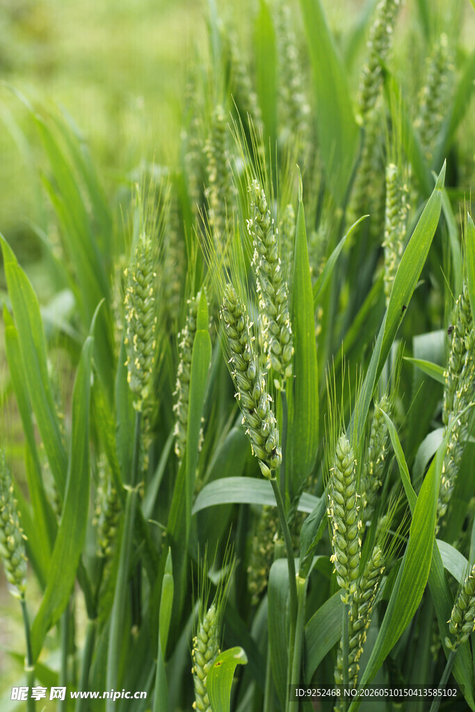  麦苗