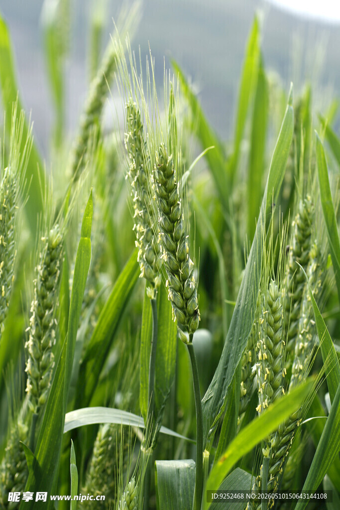  麦穗