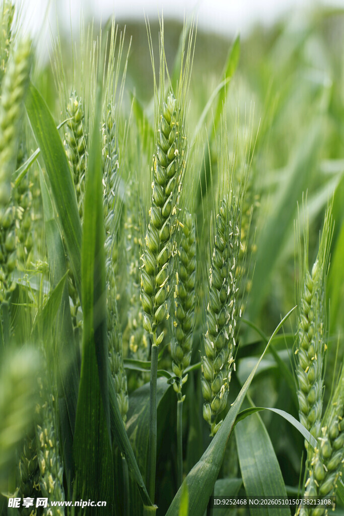  麦穗
