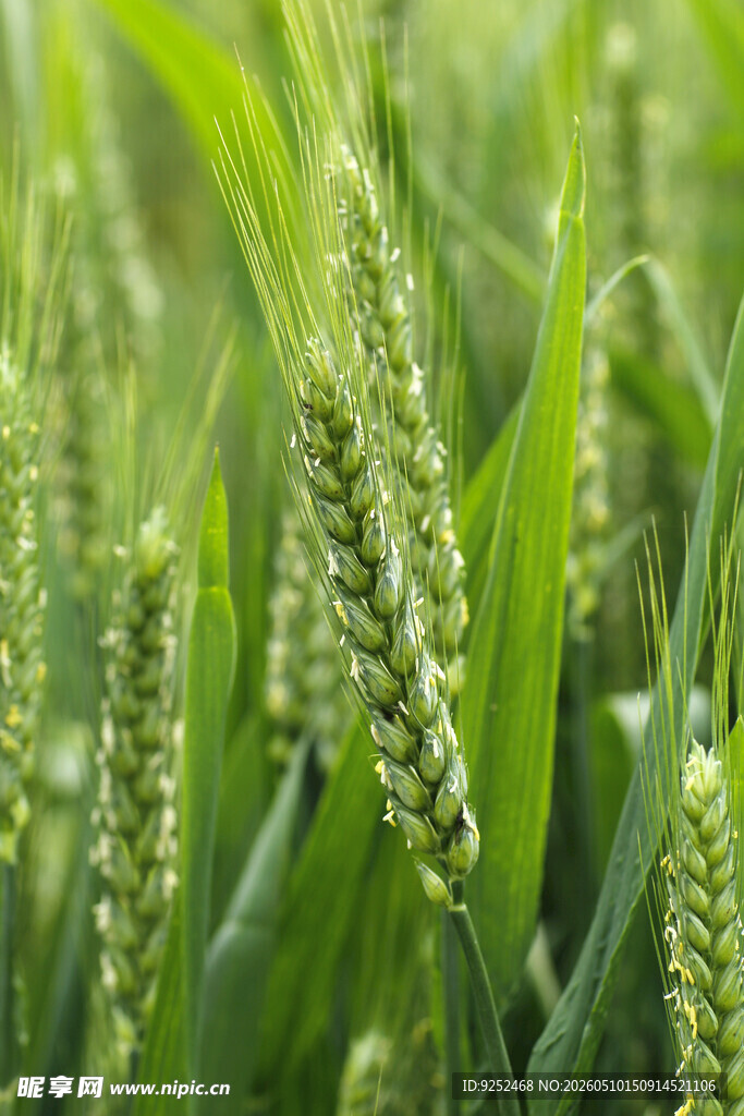 麦穗