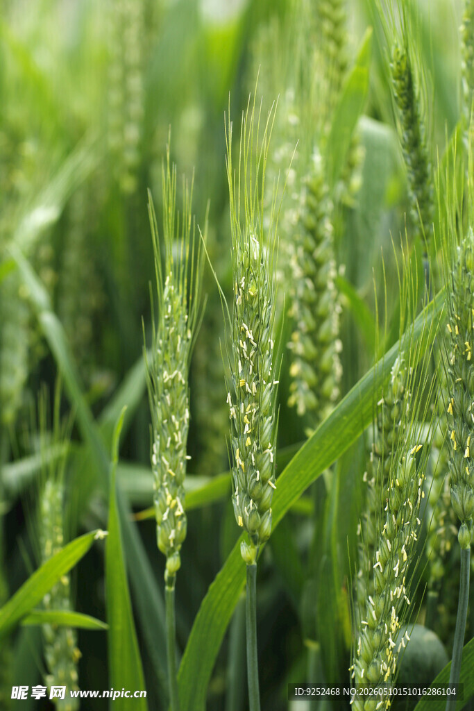 农作物 麦穗