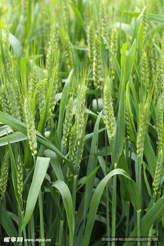 麦苗