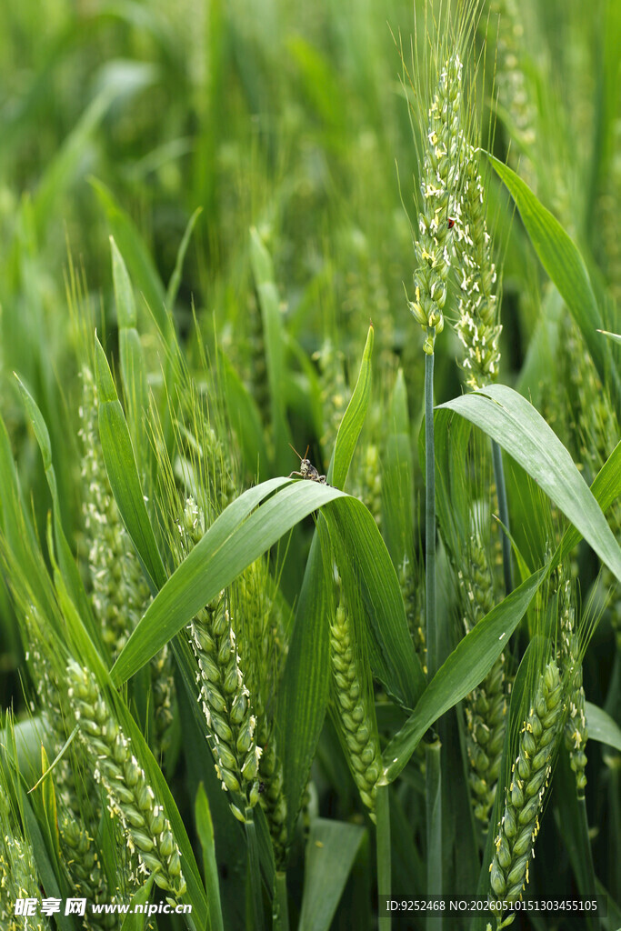  麦穗