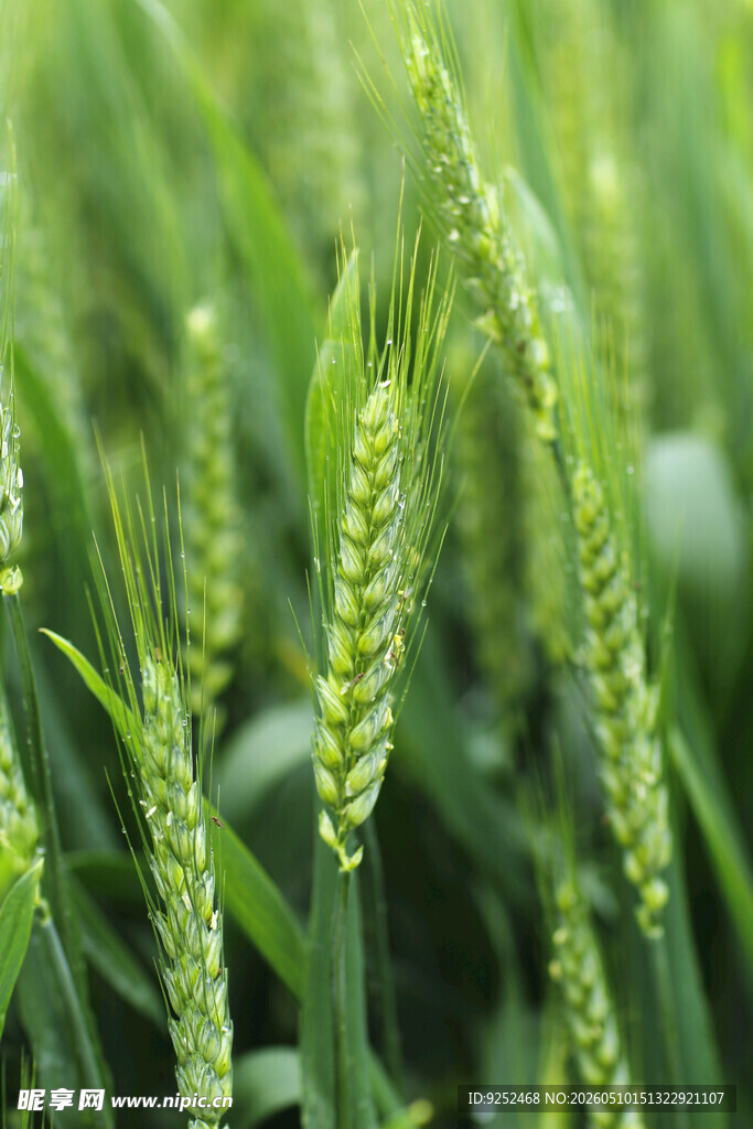 麦穗 