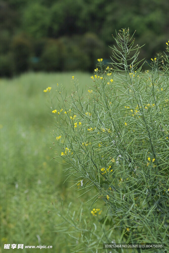 田野 油菜