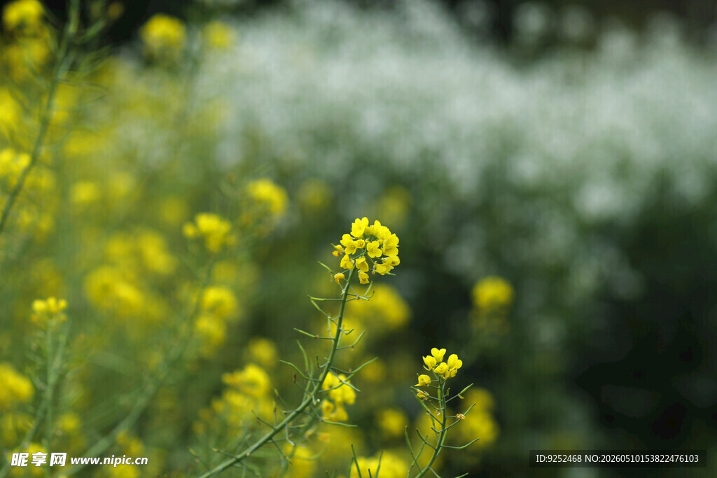 油菜花 绽放