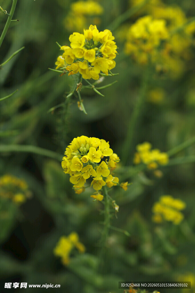 油菜 花簇