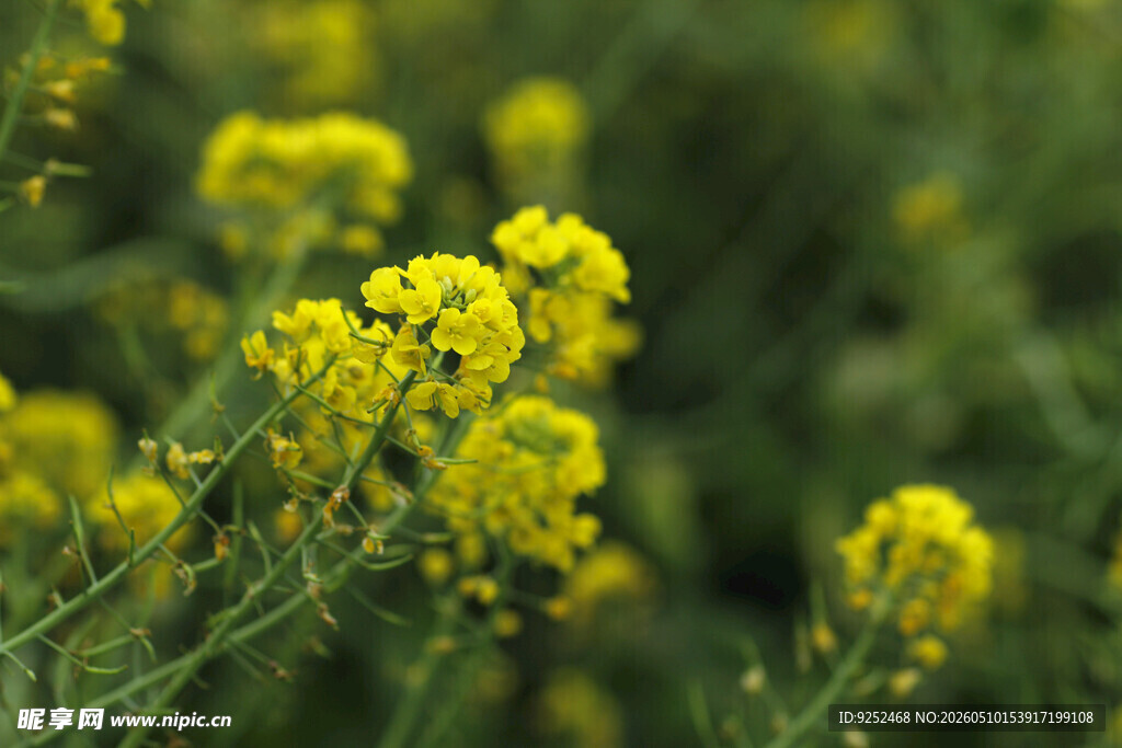  油菜花