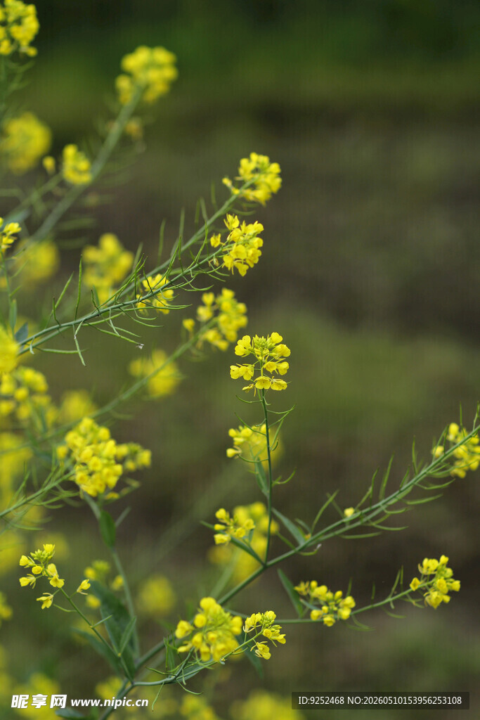 油菜花 