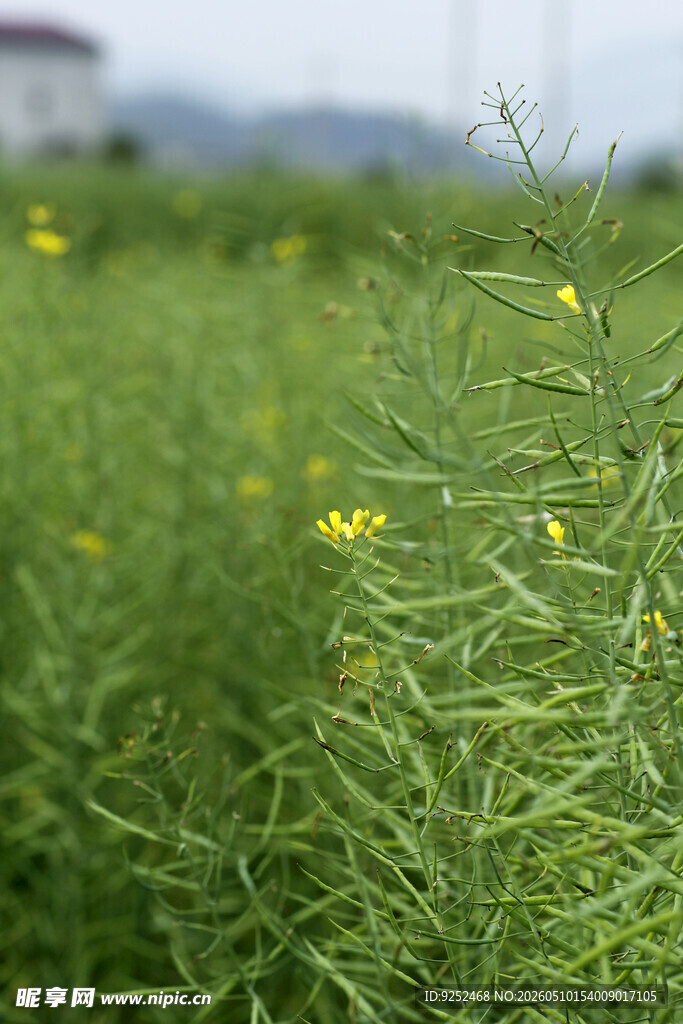 油菜