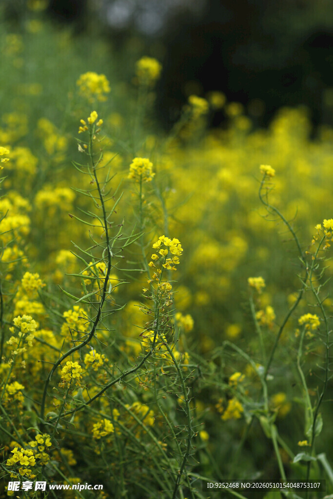 油菜花 盛开