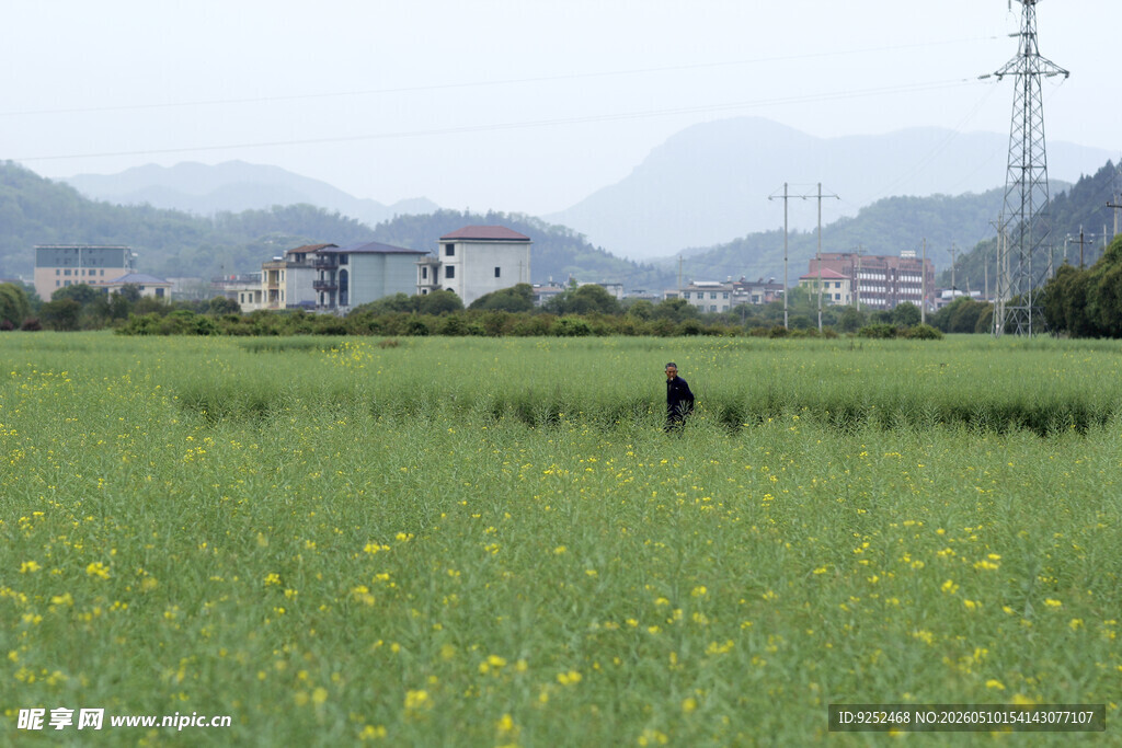 田野 油菜花