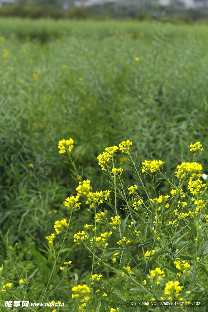油菜花 乡村