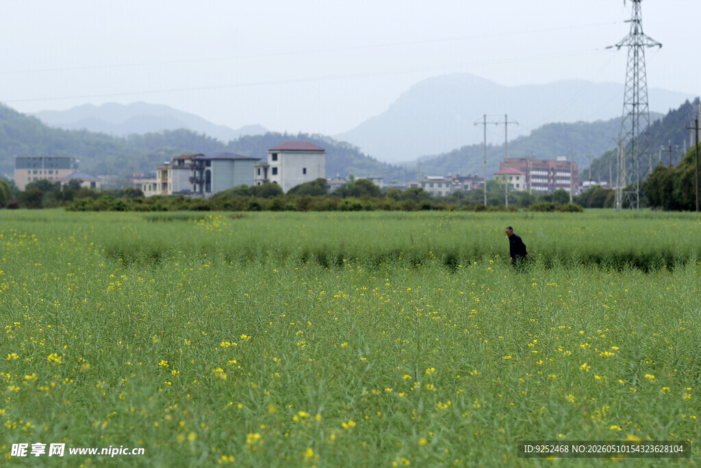 田野 油菜花