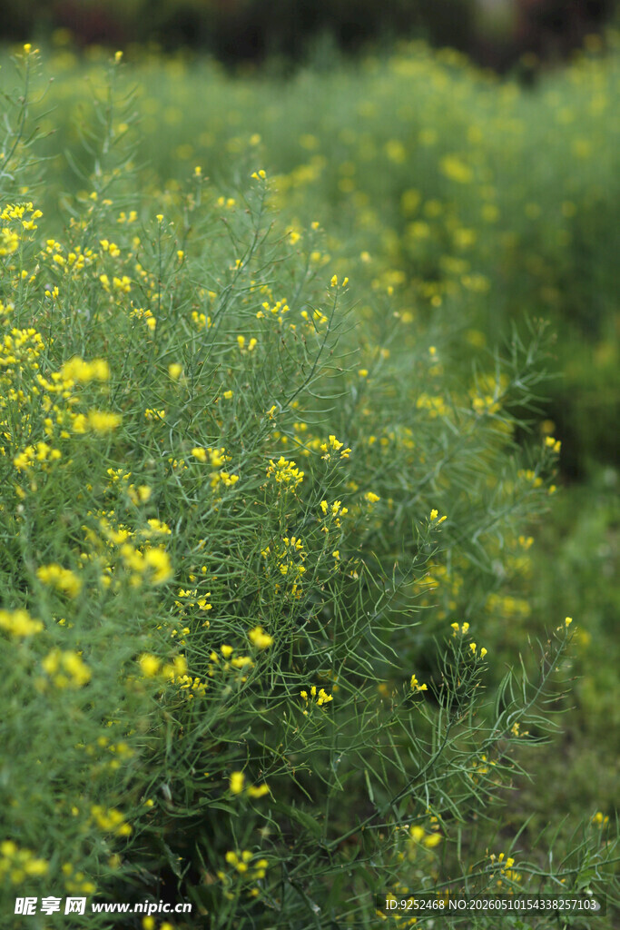 油菜花 田野