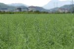 油菜籽 山脉