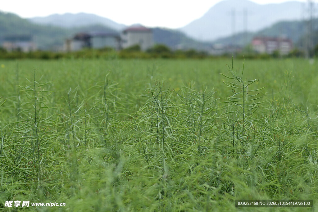 油菜籽 山脉