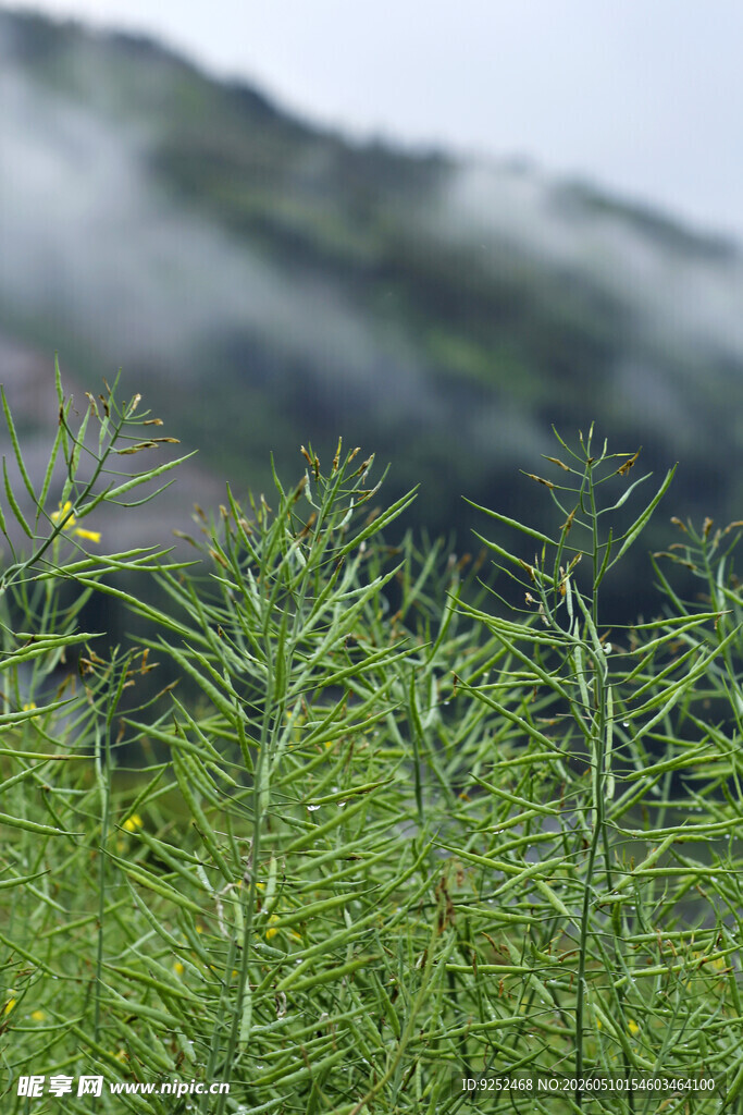 山间 嫩绿 远景
