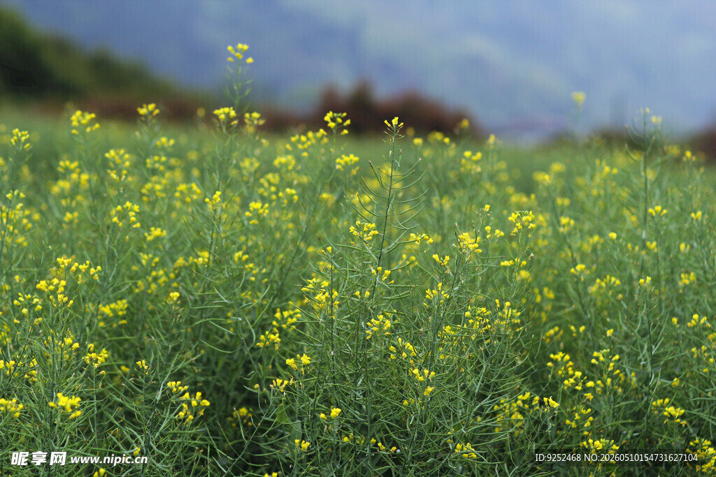 油菜花 田野