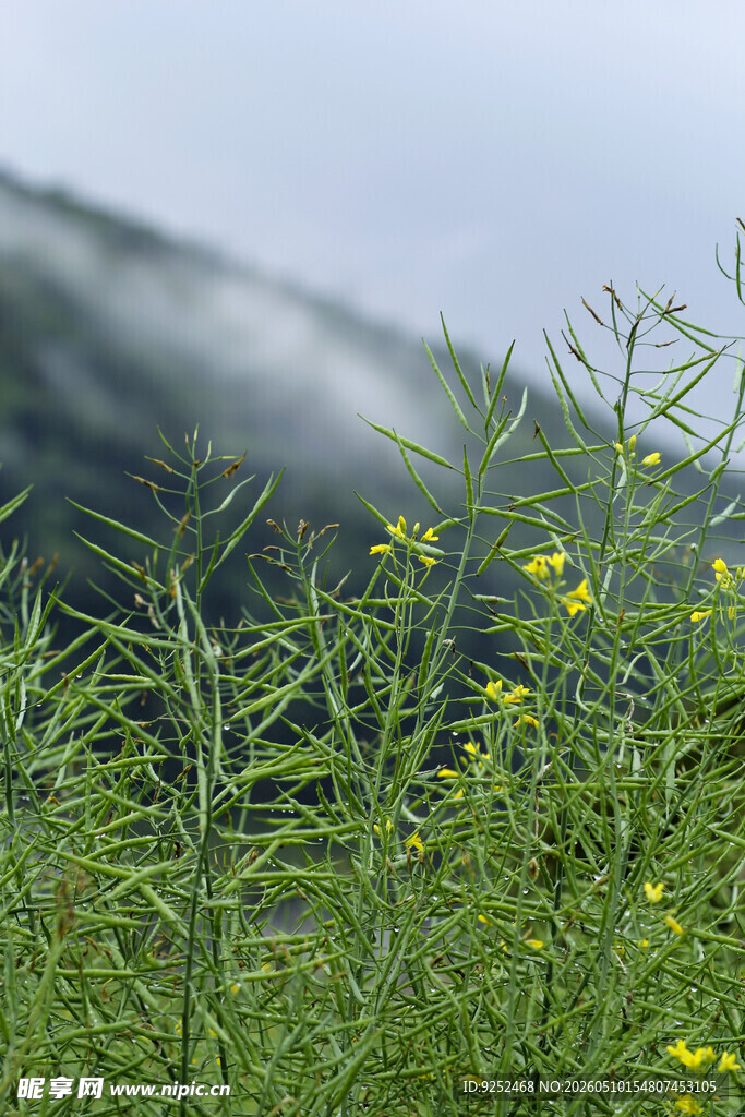 山 雾 油菜籽