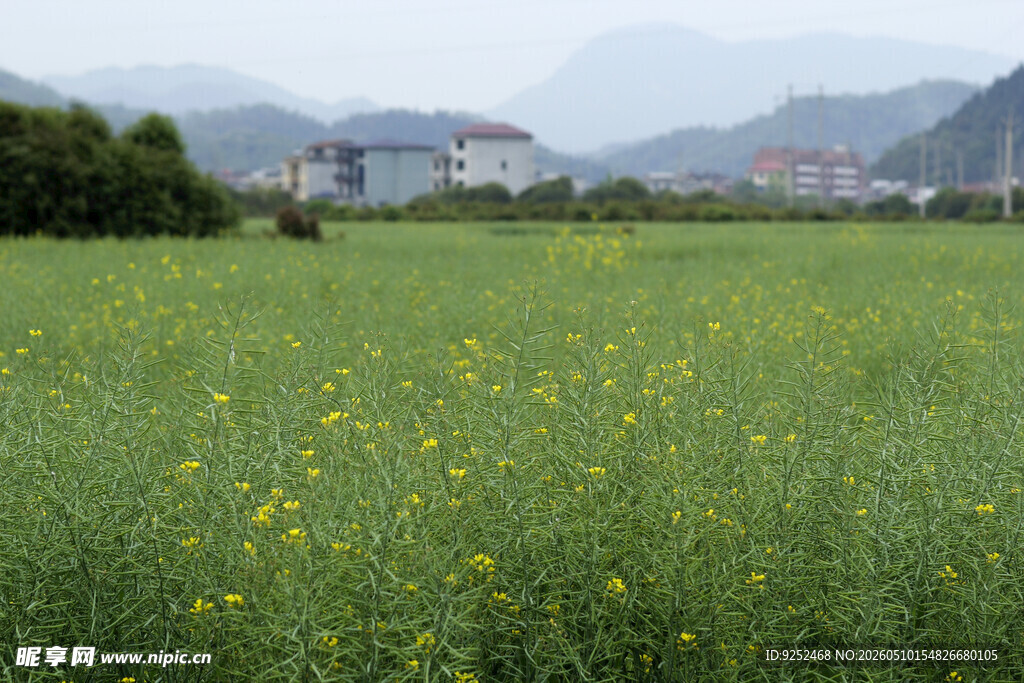 油菜籽 乡村