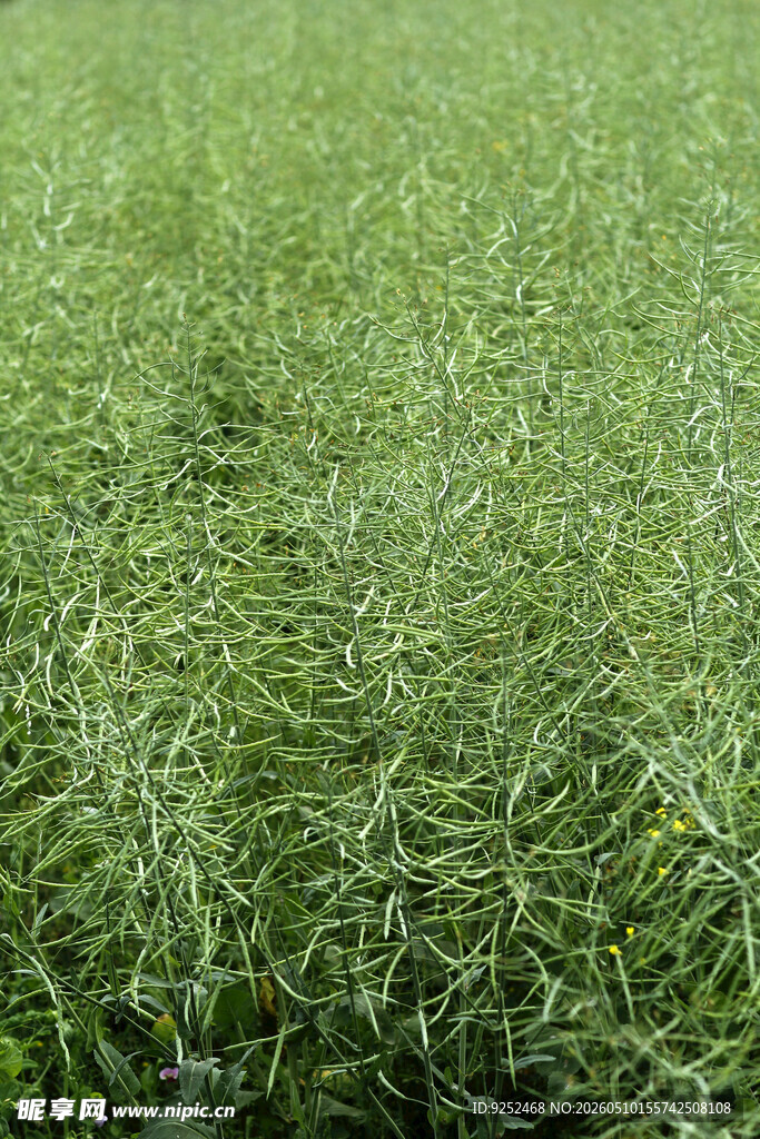 菜籽 